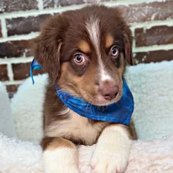 car_main_img_/media/ap_media/pets/NWSTIYKXDGIH22152.webp.250x250_q85.webp