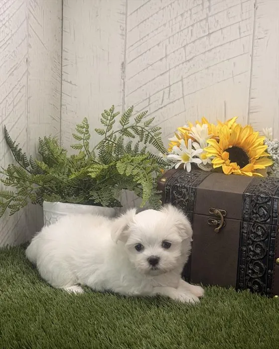Female Maltese puppy for sale at Shake A Paw Union.
