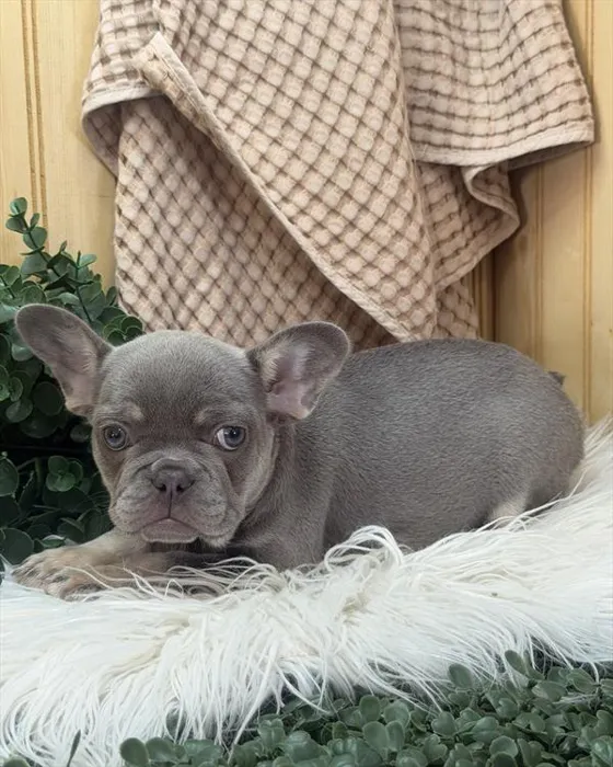 Female French Bulldog puppy for sale at Shake A Paw Green Brook.