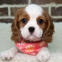 Female Cavalier King Charles Spaniel puppy for sale at Shake A Paw Union.