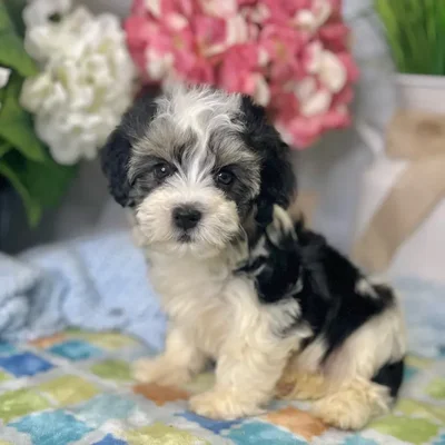 Male Havanese puppy for sale at Shake A Paw Green Brook.