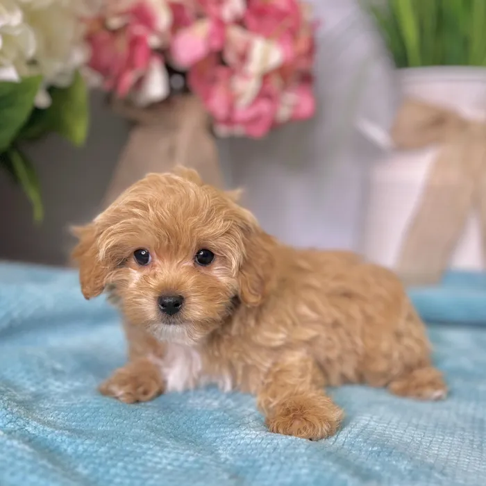 Female Maltipoo puppy for sale at Shake A Paw Green Brook.