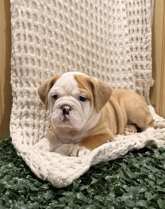 Female Beabull puppy for sale at Shake A Paw Union.