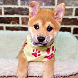 car_main_img_/media/ap_media/pets/OLEBAQMITACM20885.webp.250x250_q85.webp