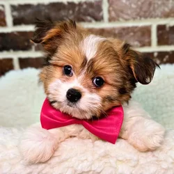car_main_img_/media/ap_media/pets/OLWRUNPHEYMT19482.webp.250x250_q85.webp
