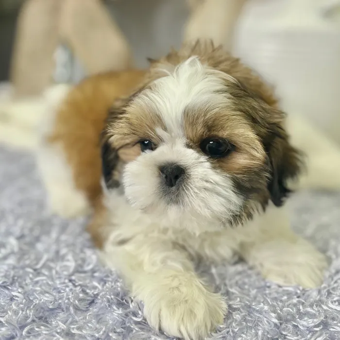 Female Shih Tzu puppy for sale at Shake A Paw Green Brook.