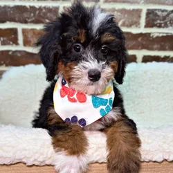 car_main_img_/media/ap_media/pets/OMULXSFQUQNZ23338.webp.250x250_q85.webp