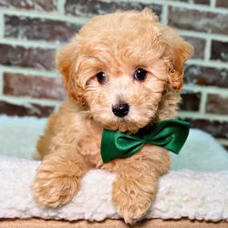 car_main_img_/media/ap_media/pets/OMZDBHHHDWUB21712.webp.250x250_q85.webp