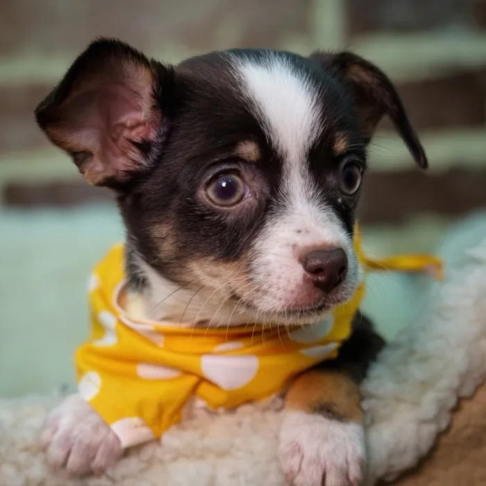 Male Chihuahua puppy for sale at Shake A Paw Union.