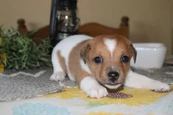 car_main_img_/media/ap_media/pets/OQQCLJCAPDMX22630.webp.250x250_q85.webp