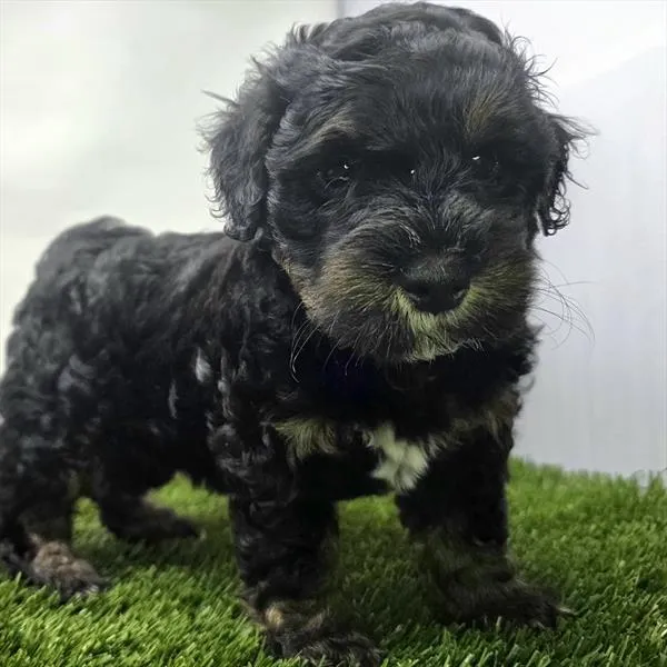Female Mini Bernedoodle 2Nd Gen puppy for sale at Shake A Paw Union.