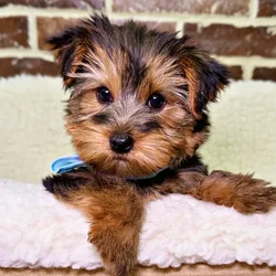 car_main_img_/media/ap_media/pets/OUORDWCNCNZP20460.webp.250x250_q85.webp