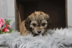 Female Cavachon puppy for sale at Shake A Paw Green Brook.