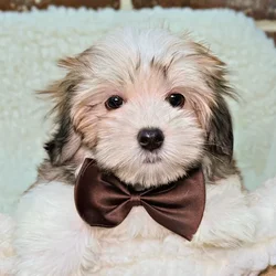 car_main_img_/media/ap_media/pets/OWPCMREKCAAV23573.webp.250x250_q85.webp