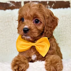 car_main_img_/media/ap_media/pets/PDJNUJCDWSYN19681.webp.250x250_q85.webp