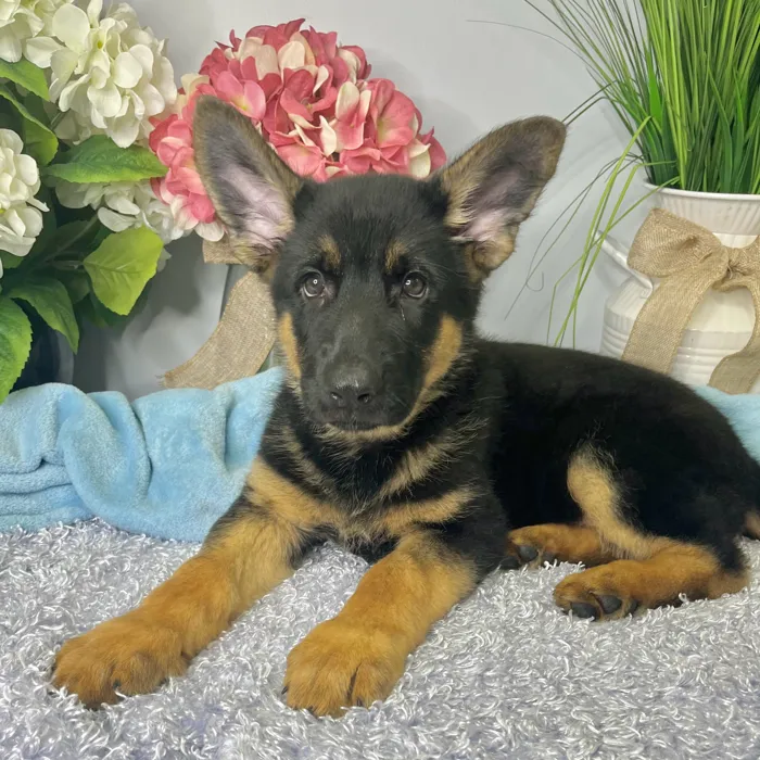 Male German Shepherd puppy for sale at Shake A Paw Green Brook.