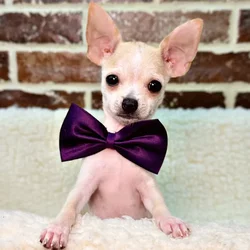 car_main_img_/media/ap_media/pets/PISYLSMVJRBE22151.webp.250x250_q85.webp