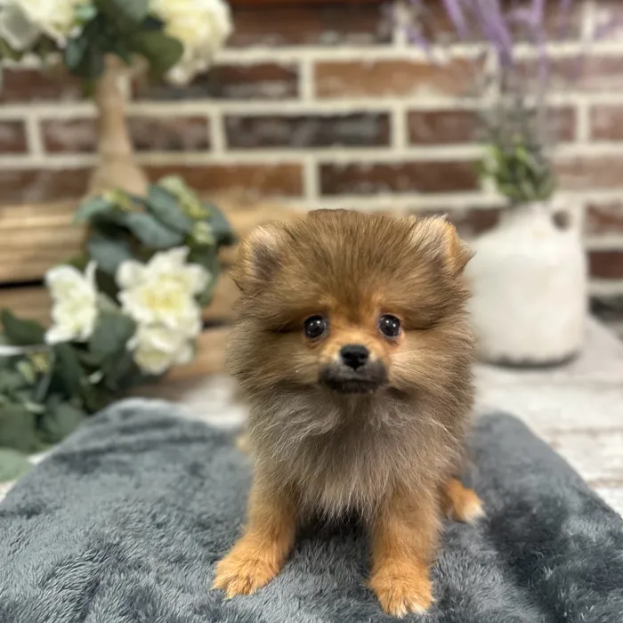 Female Pomeranian puppy for sale at Shake A Paw Union.