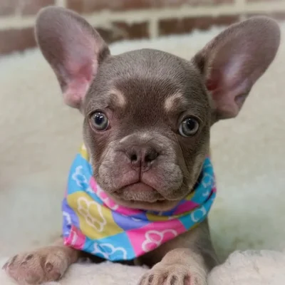 Female French Bulldog puppy for sale at Shake A Paw Union.