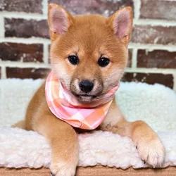car_main_img_/media/ap_media/pets/PQIAJYOUSYKF19272.webp.250x250_q85.webp