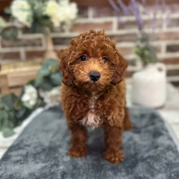 Male Poodle puppy for sale at Shake A Paw Union.