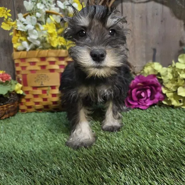 Female Mini Schnauzer puppy for sale at Shake A Paw Union.