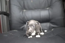 car_main_img_/media/ap_media/pets/PTIZENWFCUTV21452.webp.250x250_q85.webp