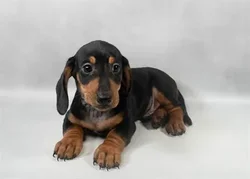 car_main_img_/media/ap_media/pets/PUXJVXESKPXP22805.webp.250x250_q85.webp