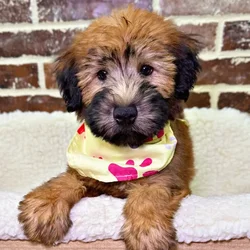 car_main_img_/media/ap_media/pets/PWQMZNNADRPU21214.webp.250x250_q85.webp