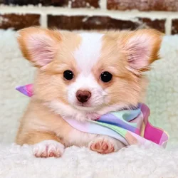 car_main_img_/media/ap_media/pets/PXACTVVADNOA19028.webp.250x250_q85.webp