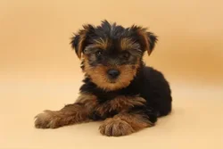 car_main_img_/media/ap_media/pets/PZPLCNFEJKUA23424.webp.250x250_q85.webp