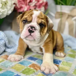 Male English Bulldog puppy for sale at Shake A Paw Green Brook.