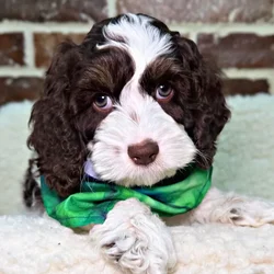 car_main_img_/media/ap_media/pets/QASSJUCWXYTY22516.webp.250x250_q85.webp