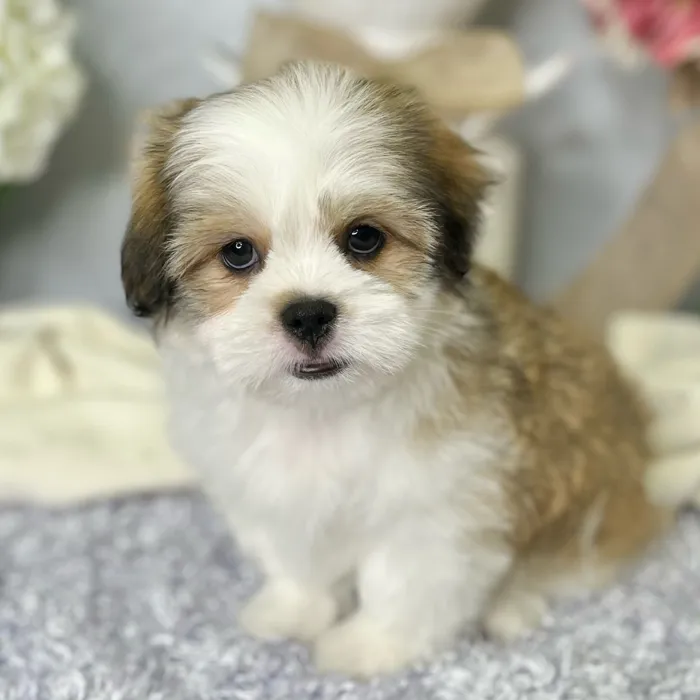 Male Maltese / Shih Tzu puppy for sale at Shake A Paw Green Brook.