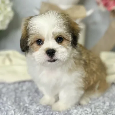 Male Maltese / Shih Tzu puppy for sale at Shake A Paw Green Brook.
