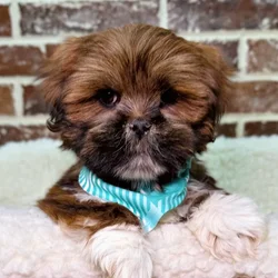 car_main_img_/media/ap_media/pets/QBWJHUOMBFBA19039.webp.250x250_q85.webp