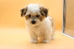 car_main_img_/media/ap_media/pets/QCUBNHDIEERC23842.webp.250x250_q85.webp