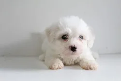 car_main_img_/media/ap_media/pets/QCXUFOCUPOLY23859.webp.250x250_q85.webp