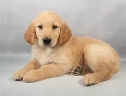 car_main_img_/media/ap_media/pets/QDJBVZSGIOPM21811.webp.250x250_q85.webp