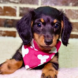 car_main_img_/media/ap_media/pets/QEOONZHSGFYY20853.webp.250x250_q85.webp