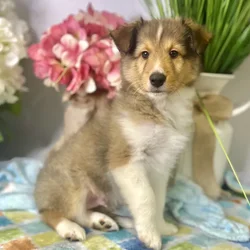Male Shetland Sheepdog puppy for sale at Shake A Paw Green Brook.