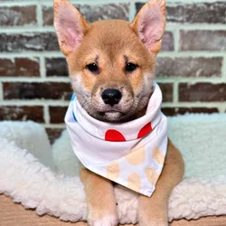 car_main_img_/media/ap_media/pets/QGGRNCVDOUQV23330.webp.250x250_q85.webp