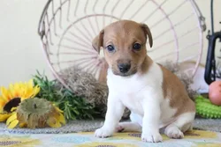 car_main_img_/media/ap_media/pets/QJIMWUAUDNMB23050.webp.250x250_q85.webp