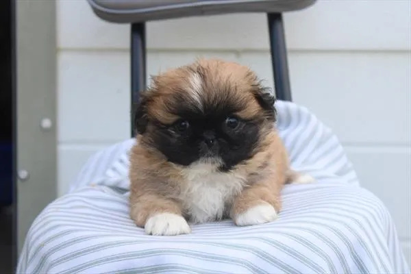 Male Pekingese puppy for sale at Shake A Paw Green Brook.