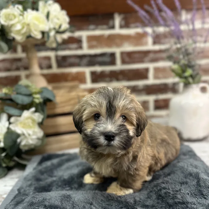 Male Havanese puppy for sale at Shake A Paw Union.