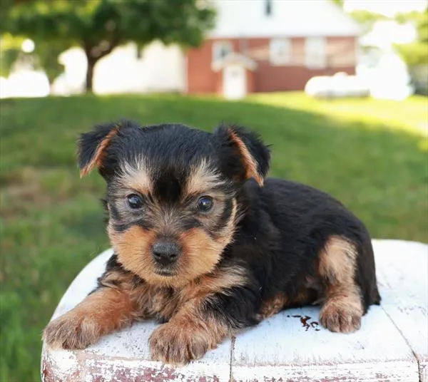 Female Yorkshire Terrier puppy for sale at Shake A Paw Union.