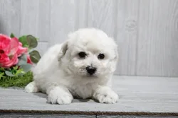 car_main_img_/media/ap_media/pets/QQAJAZZIDONU20383.webp.250x250_q85.webp