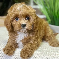 car_main_img_/media/ap_media/pets/QRENSLQBHQKI20628.webp.250x250_q85.webp