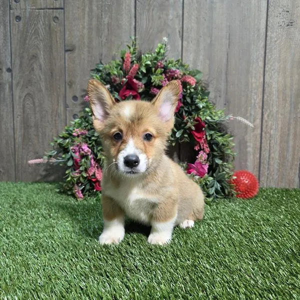 Male Pembroke Welsh Corgi puppy for sale at Shake A Paw Green Brook.