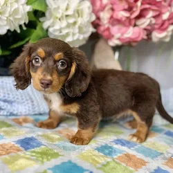 Male Dachshund puppy for sale at Shake A Paw Green Brook.